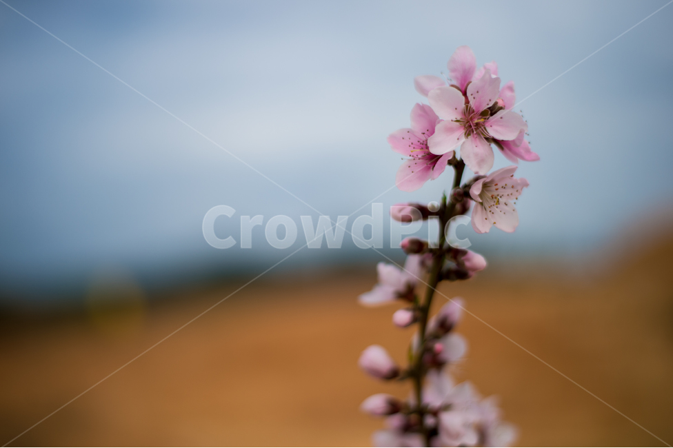 봄,분홍,꽃,벗꽃,매화,생명,기분,스냅,하늘,시작,식물,자연,plants,nature,꽃,flower