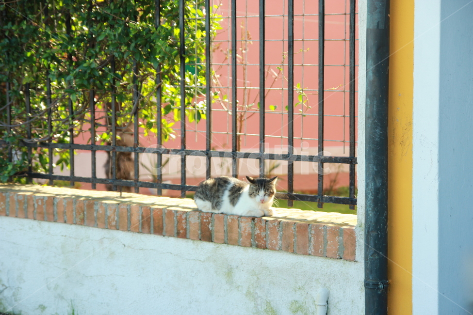 고양이,길고양이,동물,포유류,cat,동물,animal,포유류,mammal,고양이,cat,kitten,kitty