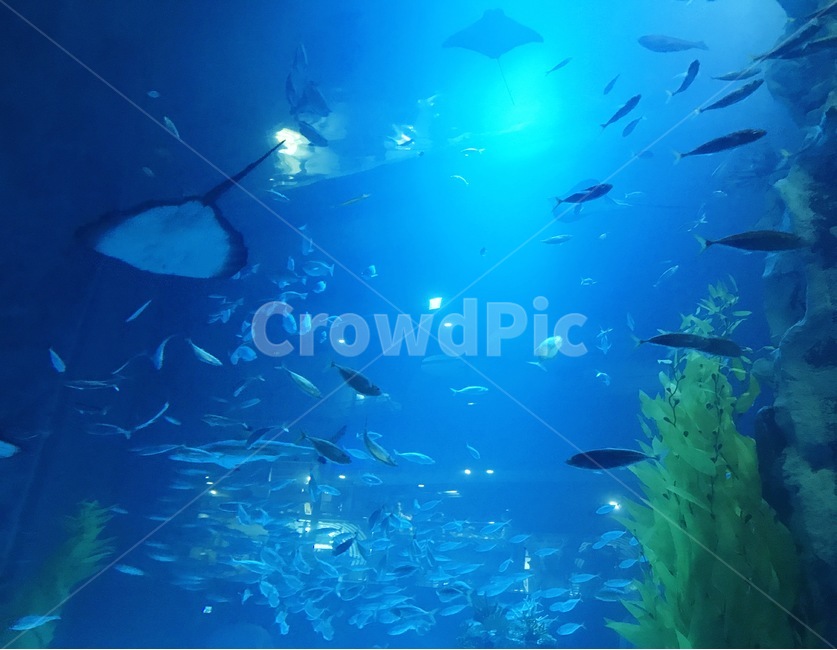 아쿠아리움,수족관,바다,물고기,가오리,힐링,고요,동물,animal,어류,물고기,fish