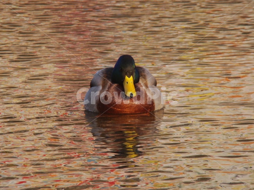 오리,조류,동물,duck,배경,강,동물원,새,자연,불광천,동물,animal,조류,새,birds