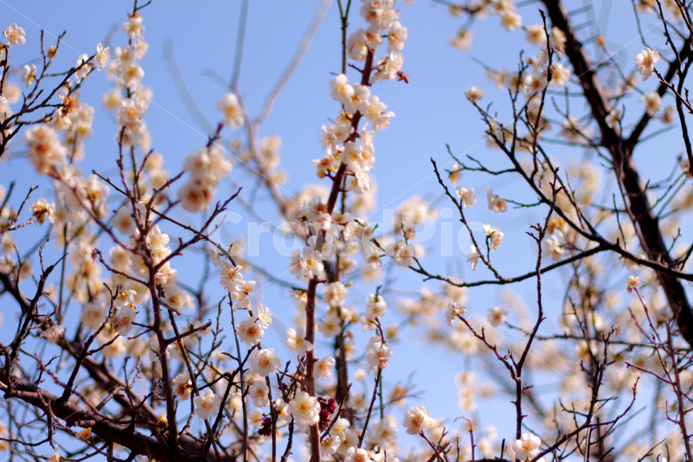 식물,꽃,flower,blossom,plant,벚꽃,하늘,만개,식물,자연,plants,nature,꽃,flower