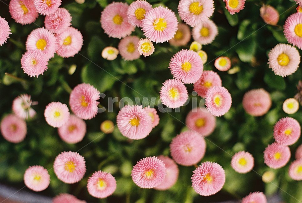 pink,round flower,round,Round,flower