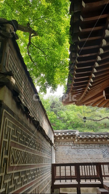 기와,한옥,담,전통,나무,봄,한국전통,한국문화,건축,rooftile,Koreanhouse,tradition,tree,pattern,wall,한국전통,한국문화,korean traditional,korean culture,건축물,건물외관,exterior,building,structure,architecture,construction