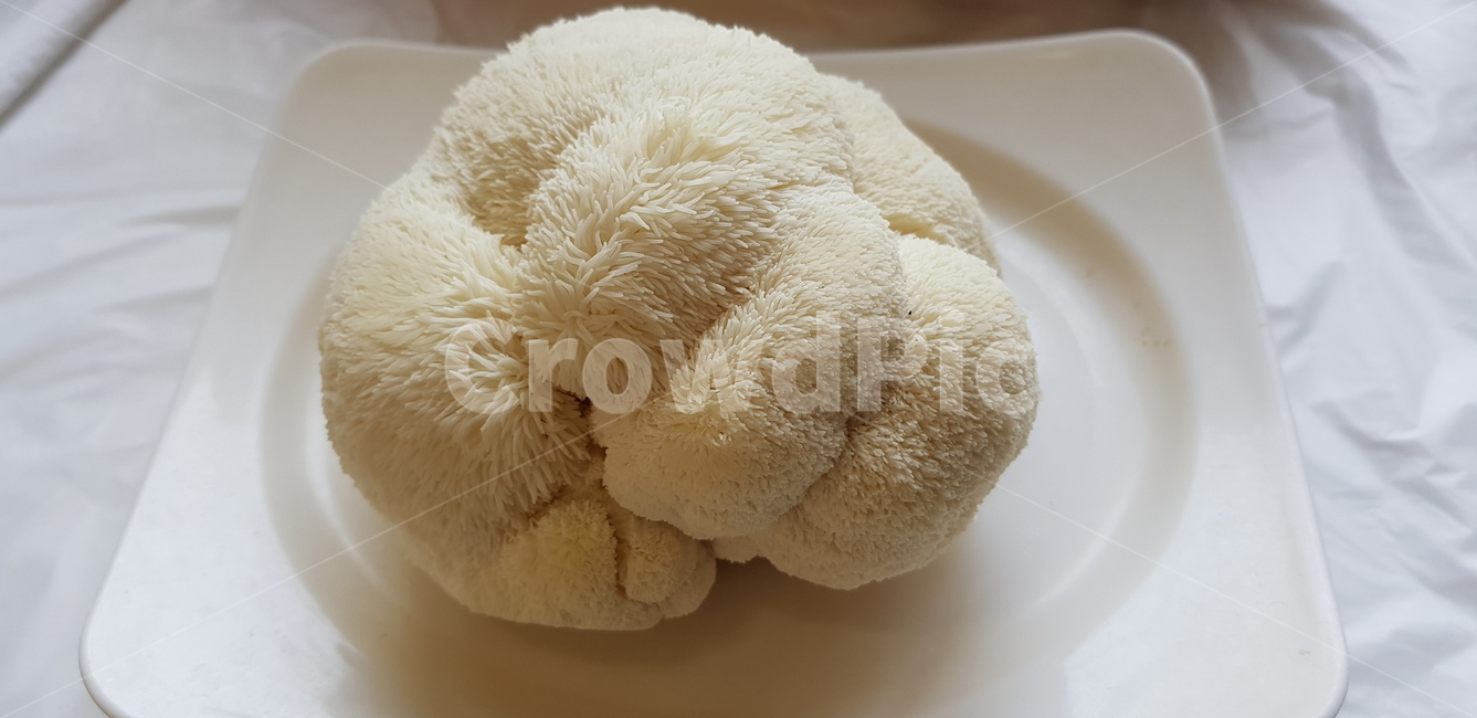 버섯,식물,식재료,건강,mushroom