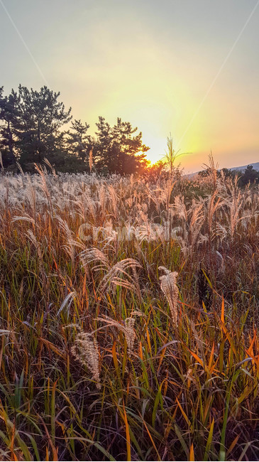 가을,갈대,하늘,노을,sunset,가을,계절,fall,autumn,season,자연,풍경,nature,landscape,plant,식물,grass,잔디,lawn,reed