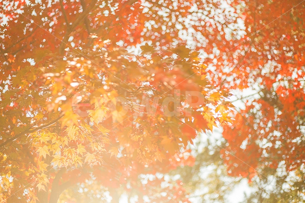 단풍놀이,가을,단풍,가을사진,단풍사진,가을,계절,fall,autumn,season,식물,자연,plants,nature,휴식,힐링,rest,relaxation,healing,leaf,잎,plant,tree,나무,maple