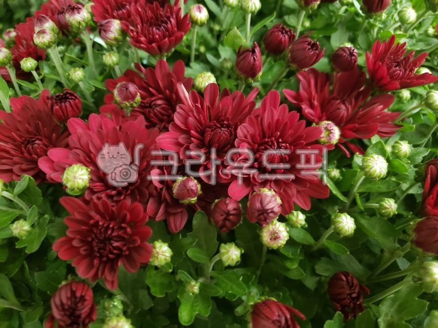 가을,국화,꽃,국화꽃,가을꽃,flower,fall,fallflower,mum,붉은색국화,빨간색국화,blossom