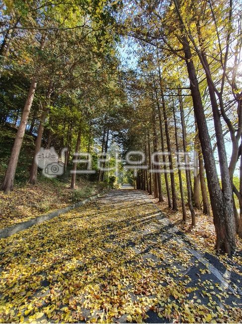 가을길,가을,단풍,낙엽,가을놀이,늦가을,가을풍경,풍경,나무,tree