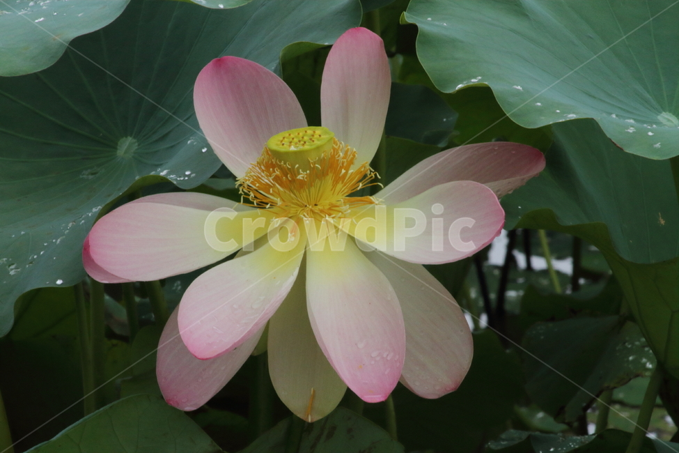 연,연꽃,식물,꽃,lotus,식물,자연,plants,nature,꽃,flower
