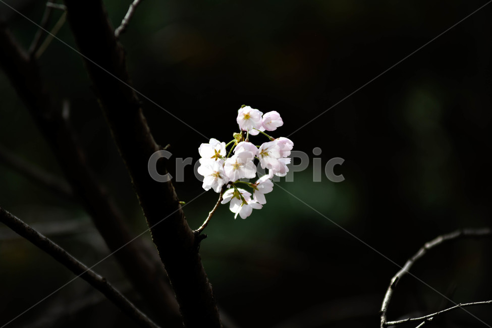 plant,식물,blossom,cherryblossom,벚꽃,꽃,flower,식물,자연,plants,nature,꽃,flower