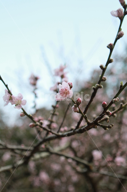 spring flowers,red plum blossom,plum blossom,Red plum blossom buds