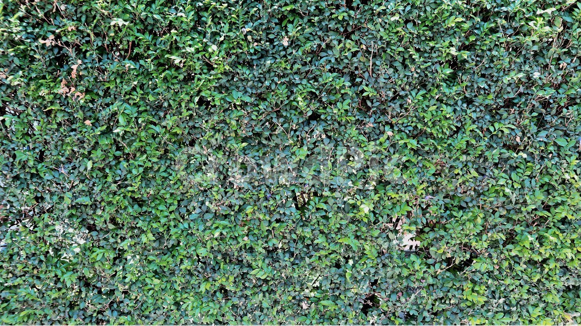 식물,plant,spring,봄,나무,tree