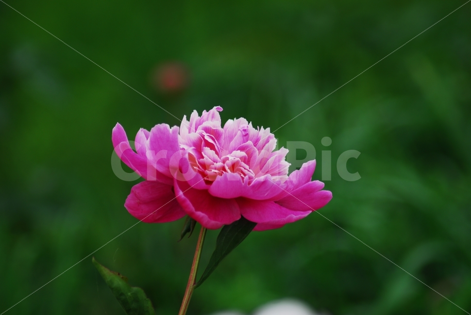 작약,만개,작약꽃,붉은색,아름다움,식물,자연,plants,nature,꽃,flower