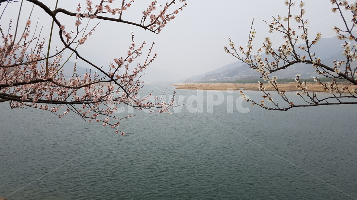 광양,매화,매화축제,광양매화마을,홍쌍리매화마을,섬진강,섬진강매화,식물,자연,plants,nature,꽃,flower