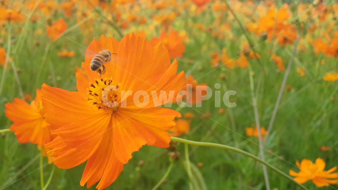 곤충,꿀벌,벌,꽃과벌,가을꽃,bee,식물,자연,plants,nature,꽃,flower