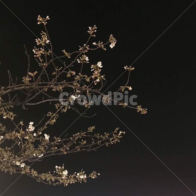 밤,벚꽃,꽃,벚꽃나무,나무