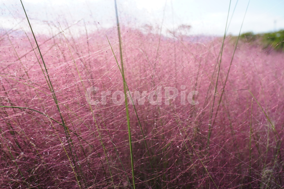 핑크뮬리,분홍꽃,핑크뮬리그라스,뮬리,꽃,pink,flower,식물,plant,가을,계절,fall,autumn,season,식물,자연,plants,nature,grass,잔디