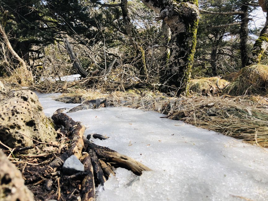 자연,나무,바위,감성,이국적,풀,숲,산,자연,풍경,nature,landscape,wood