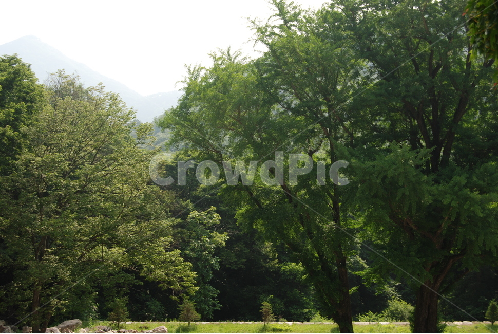 상왕봉,백암산,나무,자연,봄,자연,풍경,nature,landscape,grass,잔디,plant,식물,tree