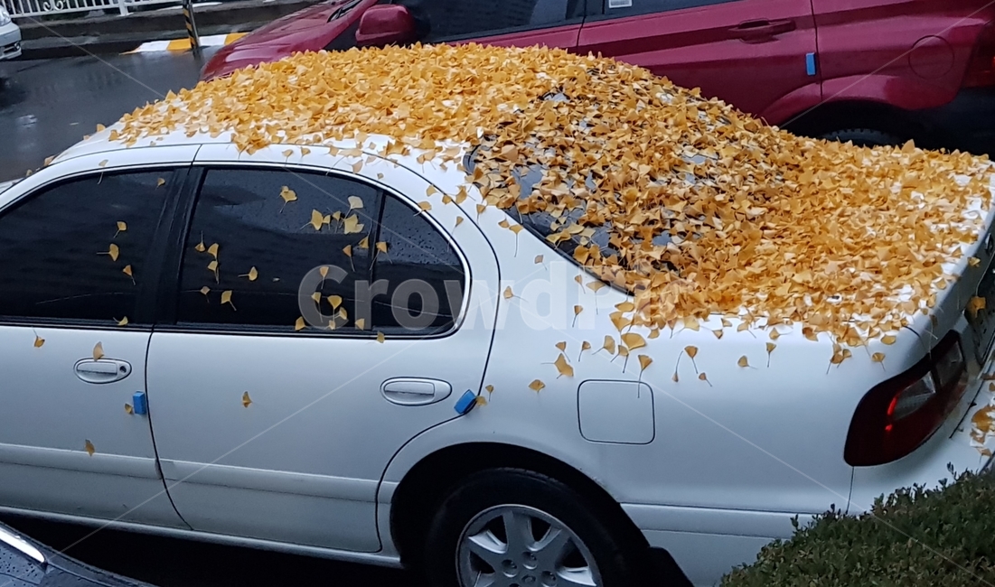 낙엽,은행잎,가을,자동차,하얀색,계절,천정,노란색,노랑,가을,계절,fall,autumn,season,tire,타이어,machine,기계,spoke,살