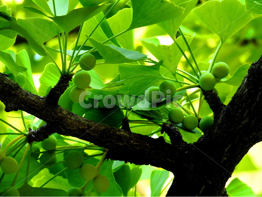 식물,열매,과일,풍경,자연,식물,자연,plants,nature,과일,열매,fruit