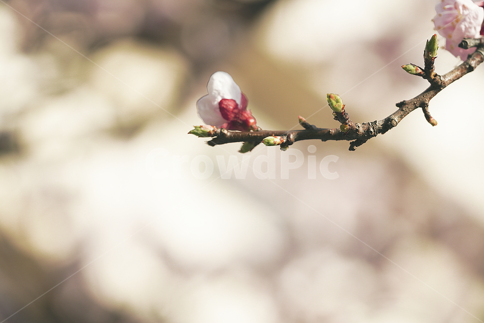 꽃,벚꽃,봄,계절,플라워,화이트,흰색,하얀색,생물,감성,느낌,식물,flower,spring,white,봄,계절,spring,season,식물,자연,plants,nature,꽃,flower,plant