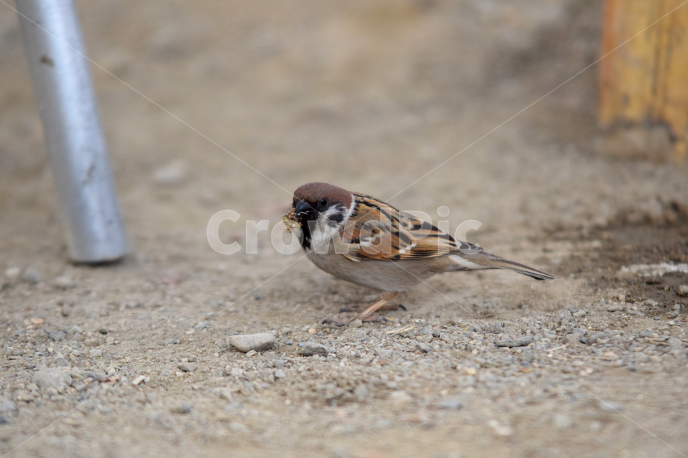 참새,새,텃새,참샛과,조류,bird,sparrow