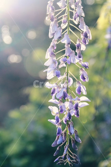등나무꽃,등꽃,햇빛,햇살,flower,식물,봄,계절,spring,season,식물,자연,plants,nature,꽃,flower,휴식,힐링,rest,relaxation,healing,plant,blossom