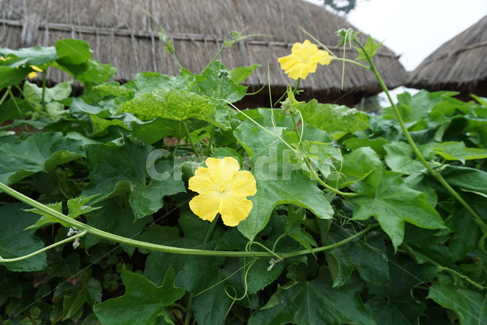 호박꽃,초가집,시골,풍경,배경,식물,plant