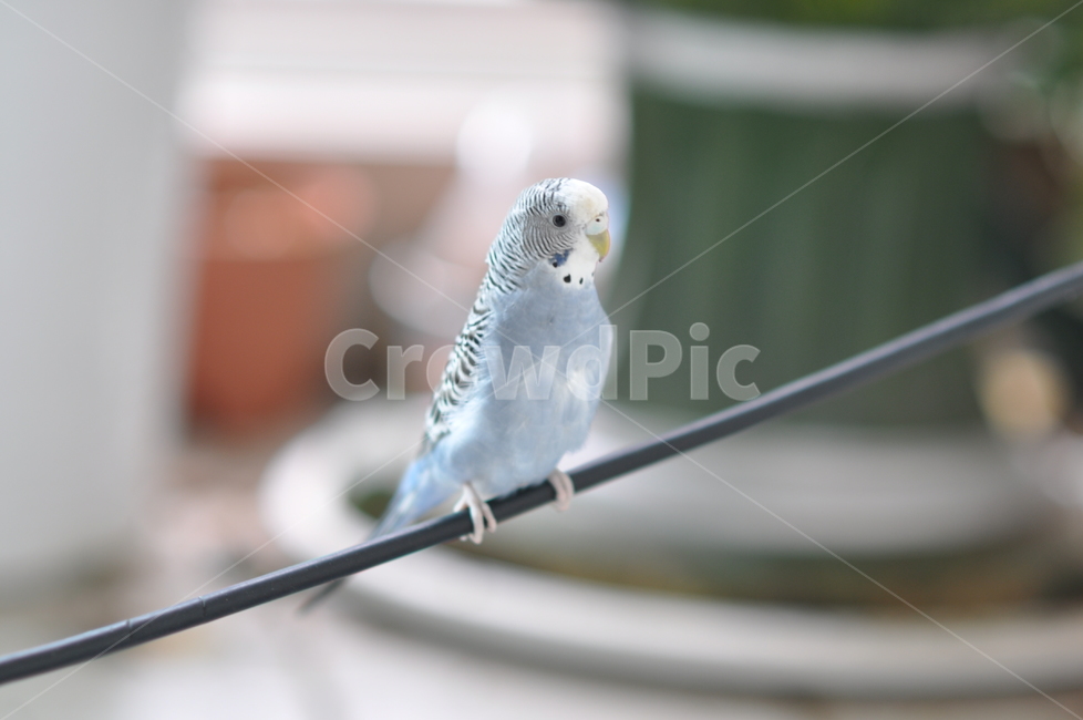 사랑앵무,잉꼬,새,조류,앵무새,파란새,동물,animal,조류,새,birds