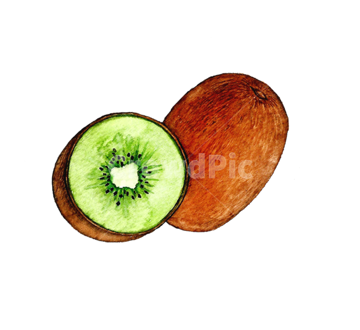 plant,식물,food,음식,fruit,과일,키위,수채화,그림,그래픽,일러스트레이션,graphic,illustration