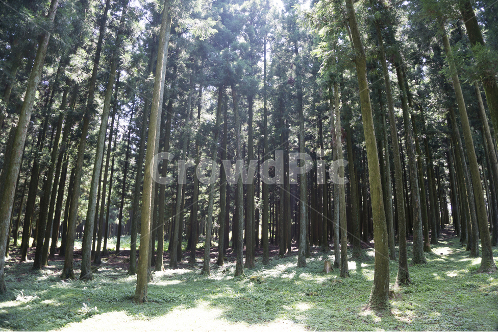 삼나무,제주도,자연,절물자연휴양림,숲길,풍경,제주,피톤치드,휴양림,나무,녹색,숲,산책로,휴양,등산로,자연휴양림,땅,흙,식물,자연,plants,nature,나무,trees,wood