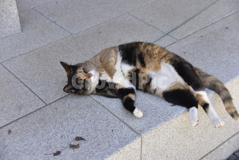 고양이,cat,동물,평온,자유,동물,animal,포유류,mammal,고양이,cat,kitten,kitty