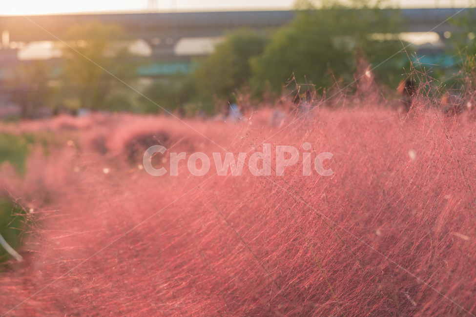 핑크뮬리,뮬리,가을,pinkmuhly,자연,공원,핑크,pink,식물,가을,계절,fall,autumn,season