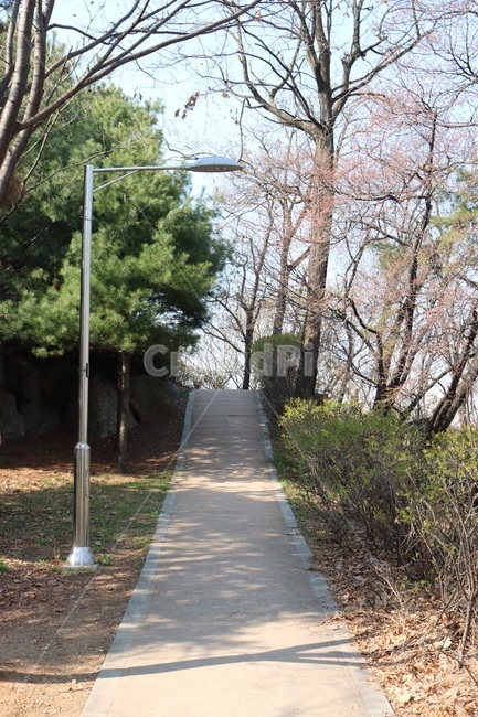 길,나무,식물,햇빛,그림자,tree,plants,sunshine,shadow,道,木,植物,日差し,影,초록,green,緑