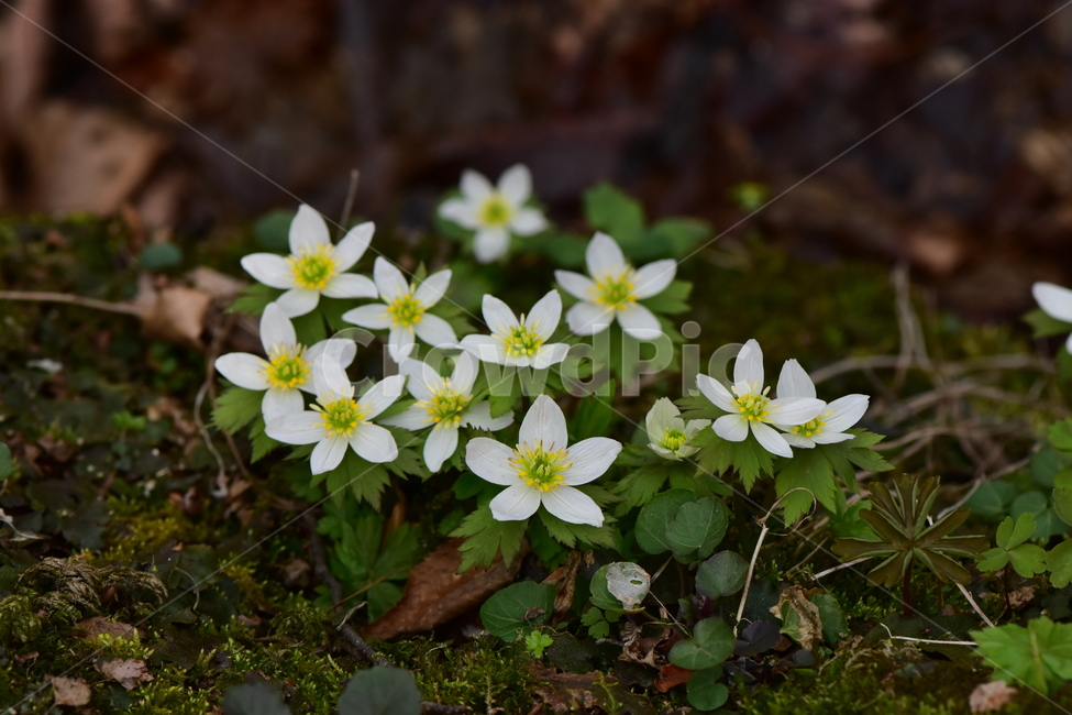 모데미풀,야생화,봄,꽃,풀꽃,자연,식물,식생,plants,nature,spring,season,flower