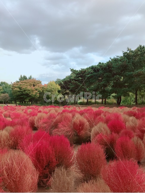 핑크뮬리,핑크,가을,pinkmuhly,pink,가을,계절,fall,autumn,season,plant,식물