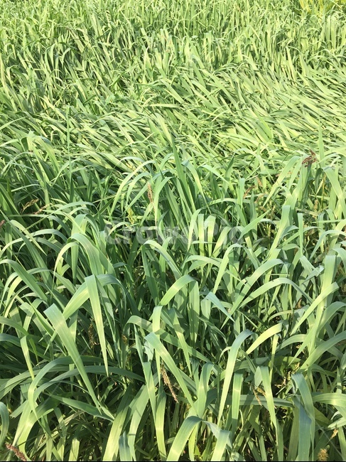 plant,식물,연맥,바람,밭,농사