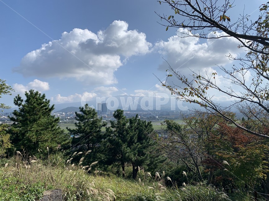 제주도,올레길,자연,언덕,오름,산,식물,plant,tree,나무,힐링,country