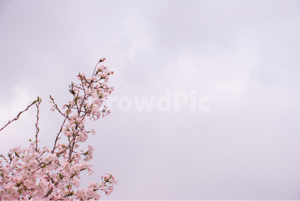 봄,벚꽃,꽃,배경,자연,풍경,하늘,나무,공원,cherryblossoms,식물,벚나무,매화,계절,축제,조경,나뭇가지,시골,경치,화사한,핑크,향기,분홍,맑음,spring,season,flower,생화,만개,만발,봄,계절,spring,season,식물,자연,plants,nature,꽃,flower,plant,blossom