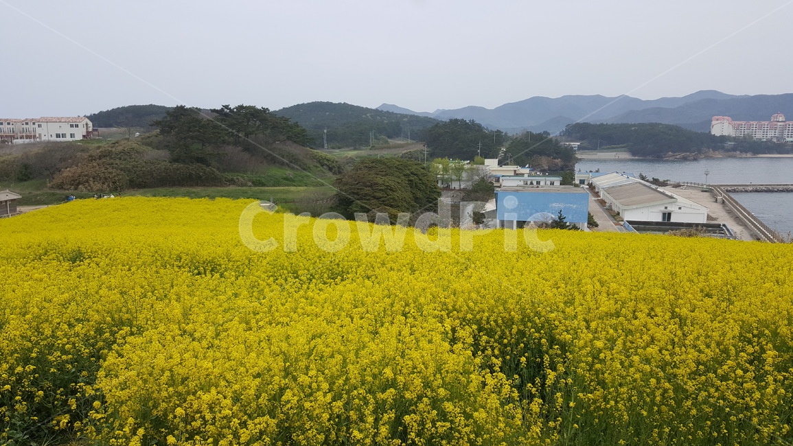 유채꽃,꽃,노랑,노란색,꽃밭,봄,계절,spring,season,자연,풍경,nature,landscape,grassland,목초지,field,들,outdoors,옥외,rural,농촌,farm,농장,meadow
