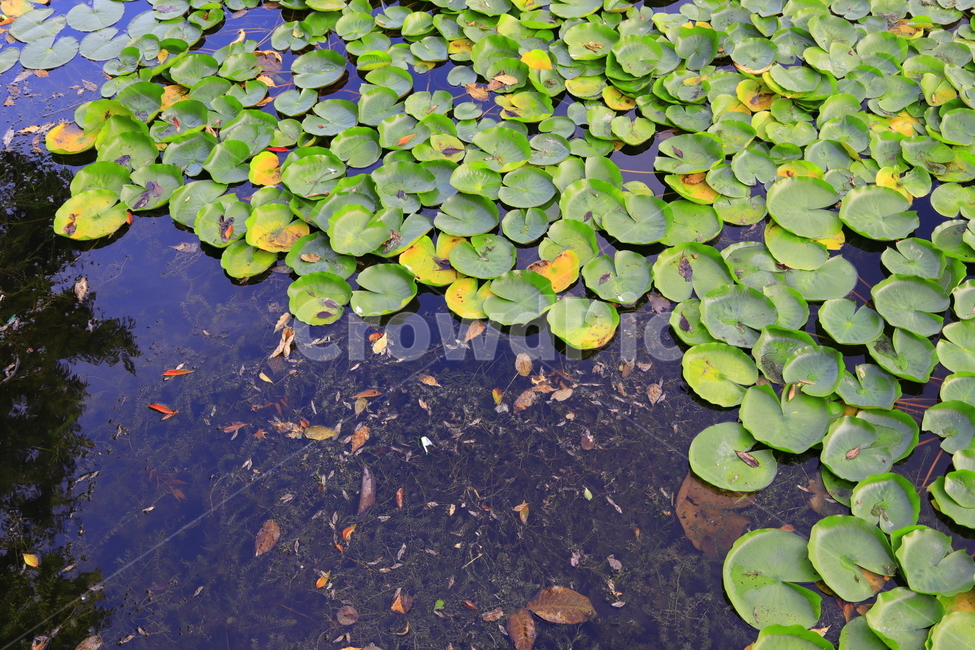 nature,자연,outdoors,옥외,water,식물,plant,물,연못,연꽃,식물,자연,plants,nature