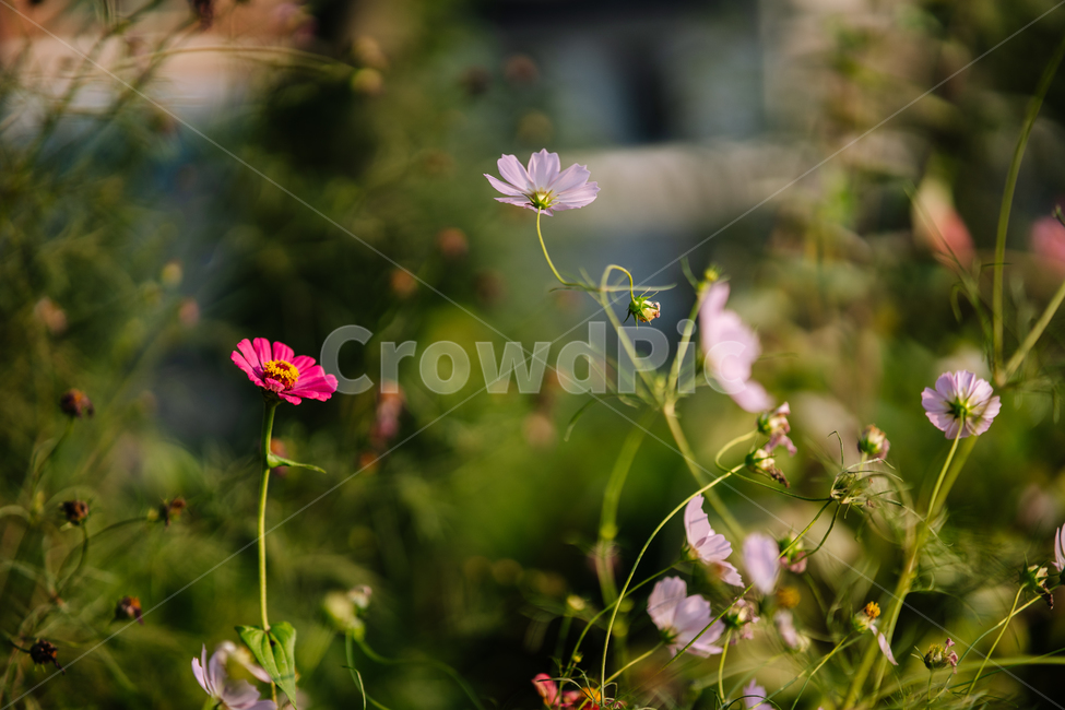 꽃,식물,flowers,botanical,plant,식물,자연,plants,nature,꽃,flower