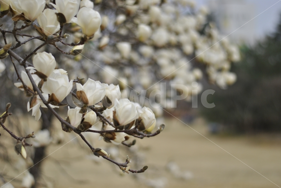 풍경,꽃,봄,흰색,자연,나무,Flower,white,tree,nature,spring,식물,plant,봄,계절,spring,season,식물,자연,plants,nature,꽃,flower