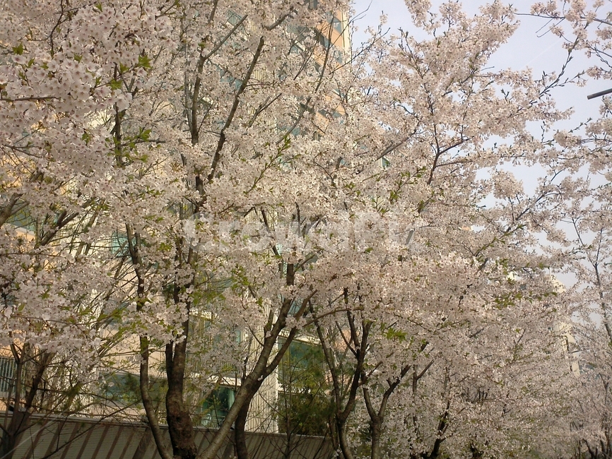봄,벚꽃,꽃,봄맞이,벚꽃길,화사함