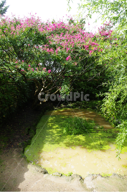 식물,plant,꽃,flower,배롱나무,연못,자연,풍경,nature,landscape,arbour,정자,garden,정원,outdoors,옥외
