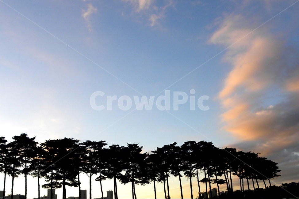 소나무,하늘,구름,파랑,햇빛,자연,풍경,nature,landscape,식물,plants,나무,trees,wood,outdoors,옥외,silhouette,실루엣