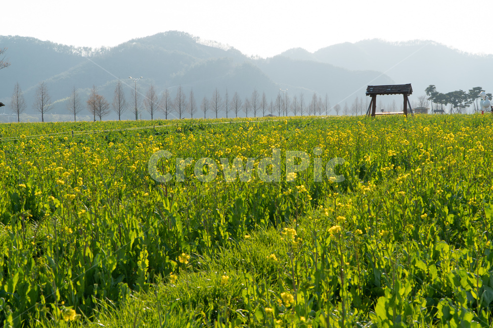 강변꽃,봄꽃,springflowers,낙동강유채꽃,낙동강