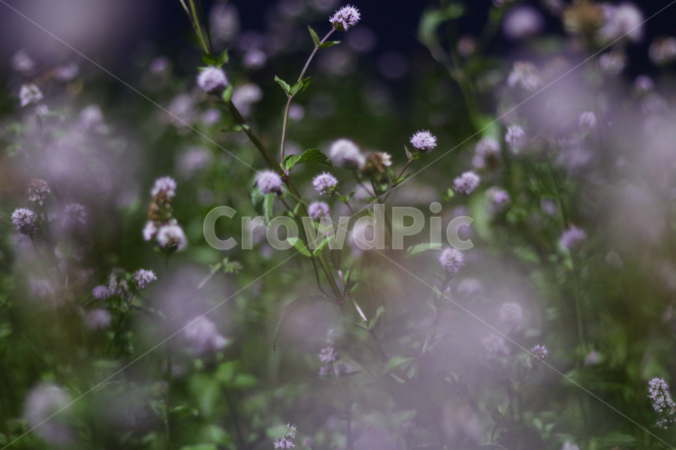 허브,꽃,연보라,풍경,밤,자연,식물,자연,plants,nature,꽃,flower,감성,sensible,feeling