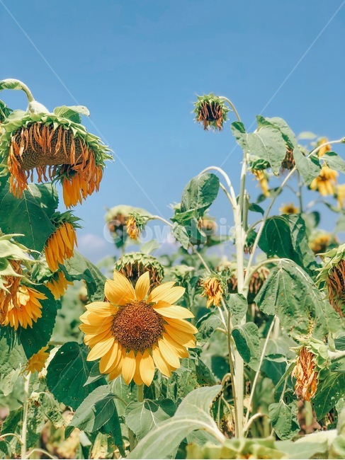 함안,해바라기축제,강주마을,해바라기,꽃,하늘,자연,식물,자연,plants,nature,꽃,flower